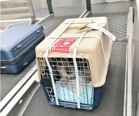 舟山宠物托运 宠物托运公司 机场宠物托运 宠物空运